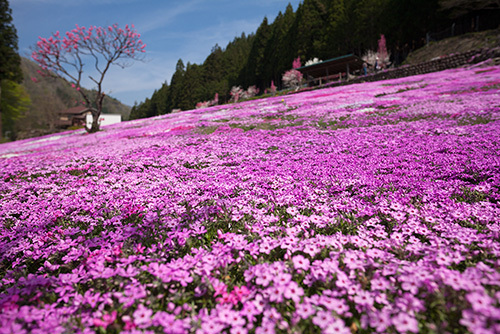 國田家の芝桜 郡上市明宝 広がるピンクのじゅうたん 比呂池写真事務所