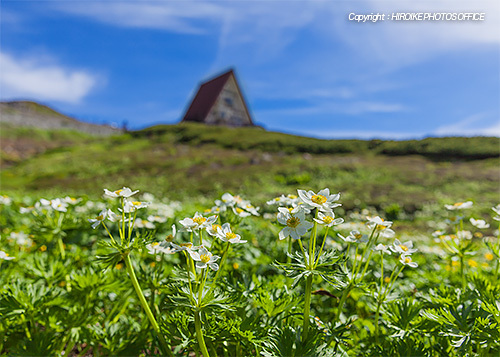 天空のお花畑は高山植物がすでに見頃 標高2702m乗鞍岳畳平 比呂池写真事務所