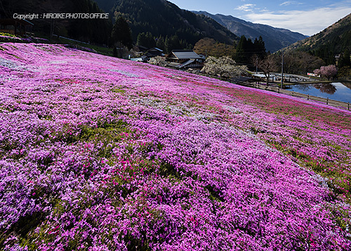 國田家の芝桜 せせらぎ街道沿いに広がるピンクのじゅうたん 比呂池写真事務所