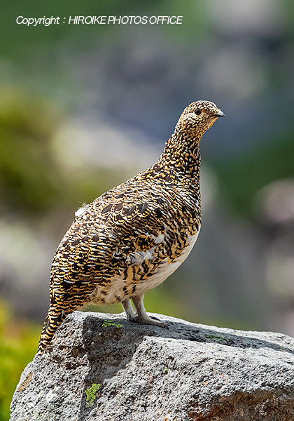 ライチョウ 乗鞍岳