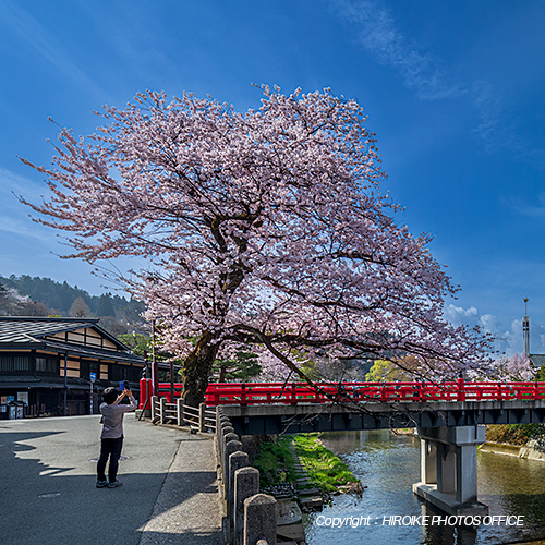 桜　飛騨高山