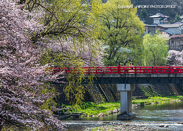 桜　飛騨高山