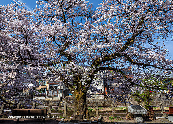 桜　飛騨高山