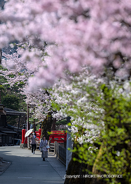 桜　飛騨高山