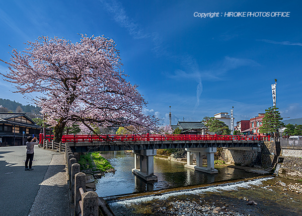 桜　飛騨高山