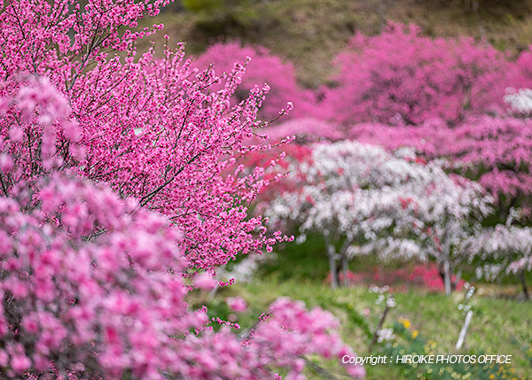 明宝小川のハナモモ