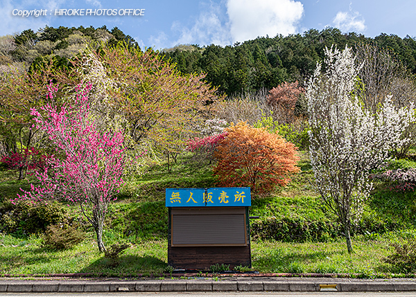 明宝小川のハナモモ