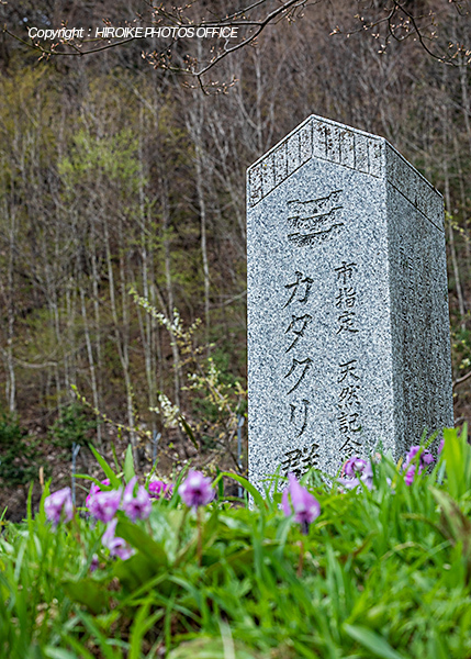 カタクリ群生地 高山市清見町大原