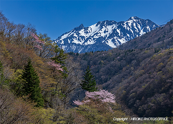 奥飛騨温泉郷の桜