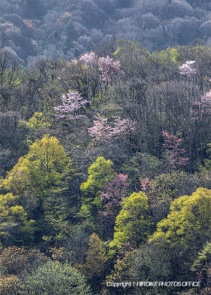 奥飛騨温泉郷の桜