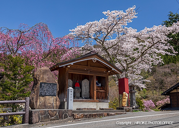 奥飛騨温泉郷の桜