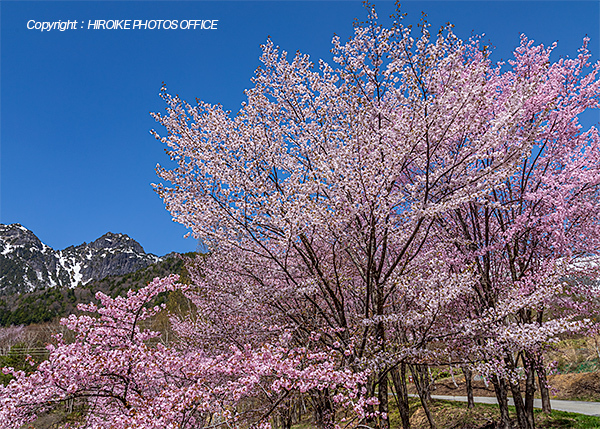 奥飛騨温泉郷の桜
