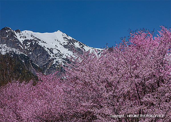 奥飛騨温泉郷の桜