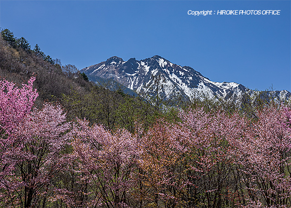 奥飛騨温泉郷の桜