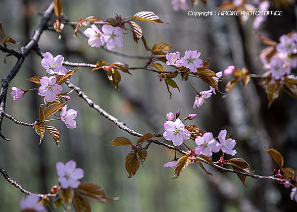 奥飛騨温泉郷の桜