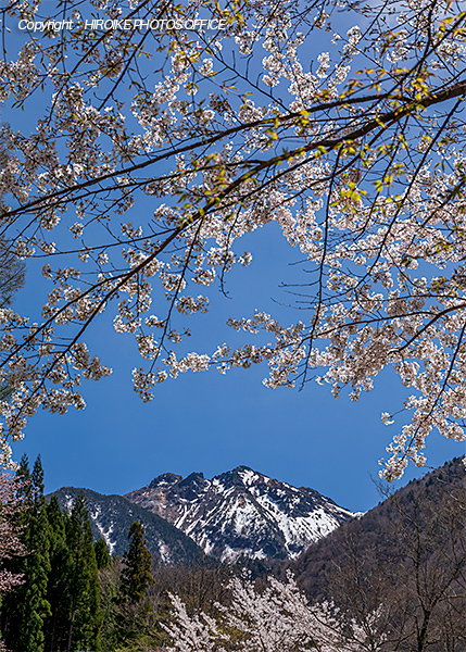 奥飛騨温泉郷の桜