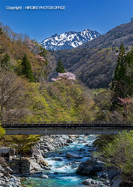 奥飛騨温泉郷の桜
