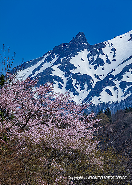 槍ヶ岳と奥飛騨温泉郷の桜