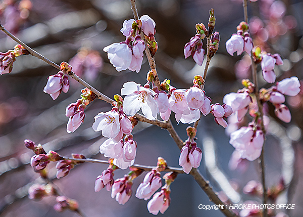 桜　飛騨高山