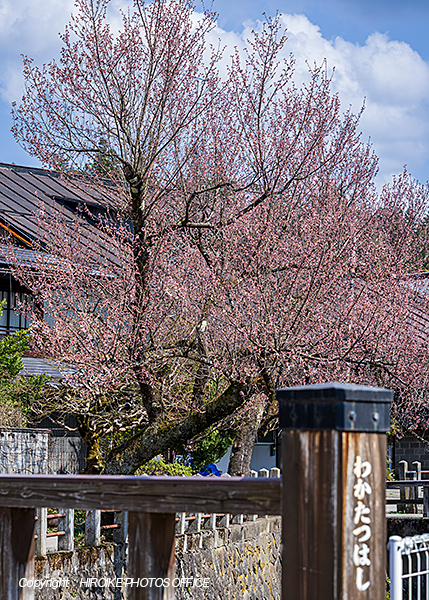 桜　飛騨高山