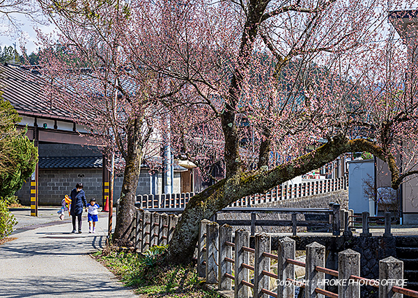 桜　飛騨高山