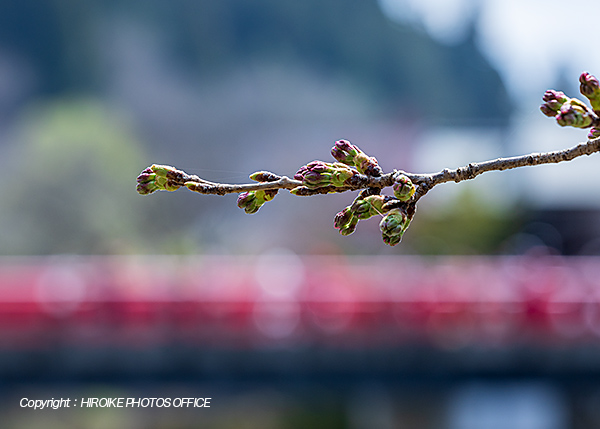 桜　飛騨高山
