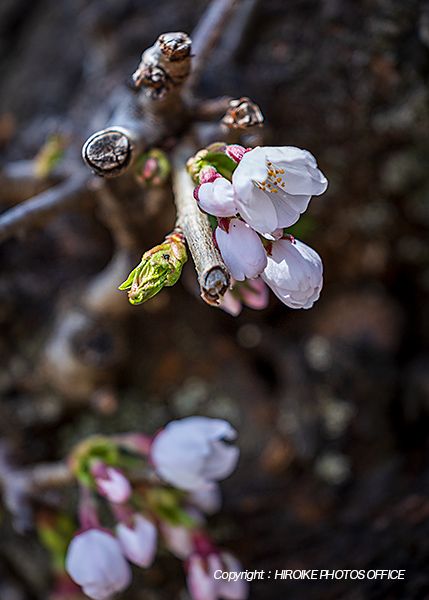 桜　飛騨高山