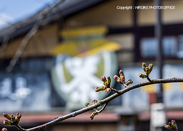 桜　飛騨高山