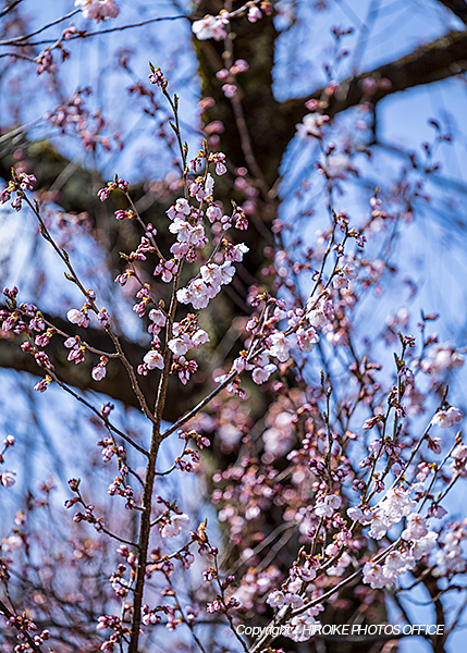 桜　飛騨高山