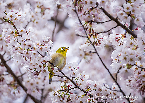 桜　飛騨高山