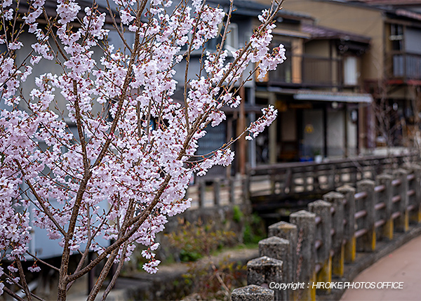 桜　飛騨高山
