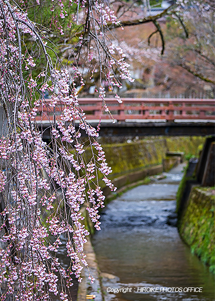 桜　飛騨高山