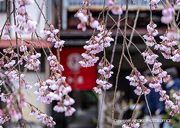 桜　飛騨高山