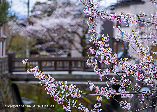 桜　飛騨高山
