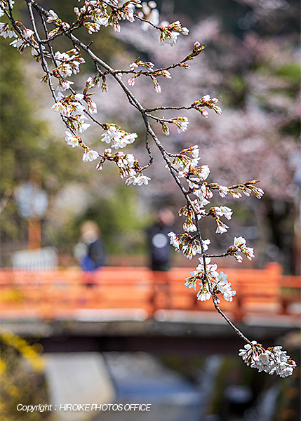 桜　飛騨高山
