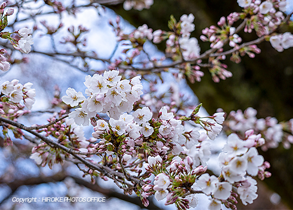 桜　飛騨高山