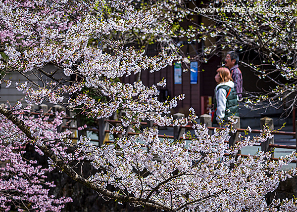 桜　飛騨高山