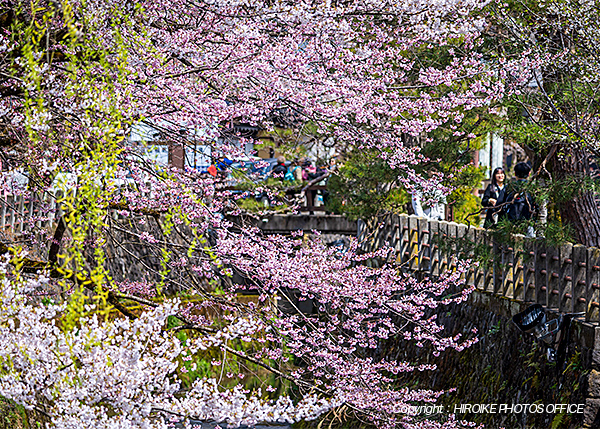 桜　飛騨高山