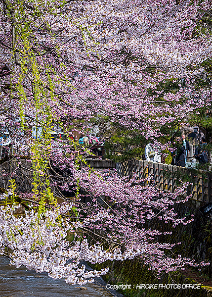 桜　飛騨高山