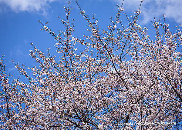桜　飛騨高山