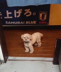 今夜はお休みします