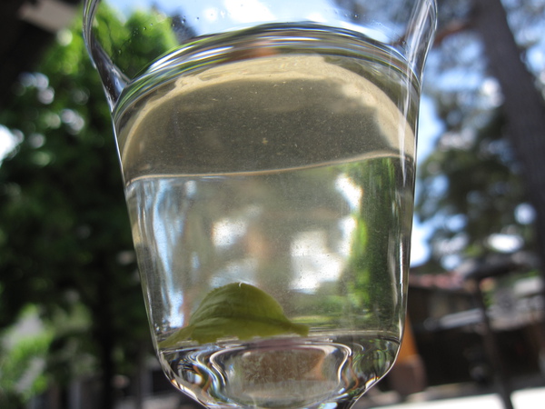 まさに「magic of Japanese Tea」なのです。