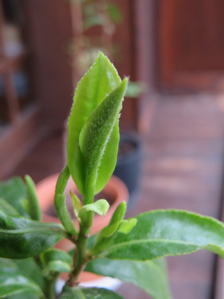 上質な煎茶はなぜ光沢があるのか？