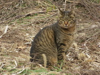 桜耳、さくら猫。地域猫と共生する。 2021/02/10 14:20:48
