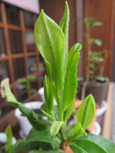 上質な煎茶はなぜ光沢があるのか？