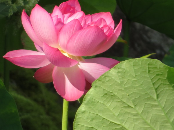 今年も写真を撮ることができました、合掌。