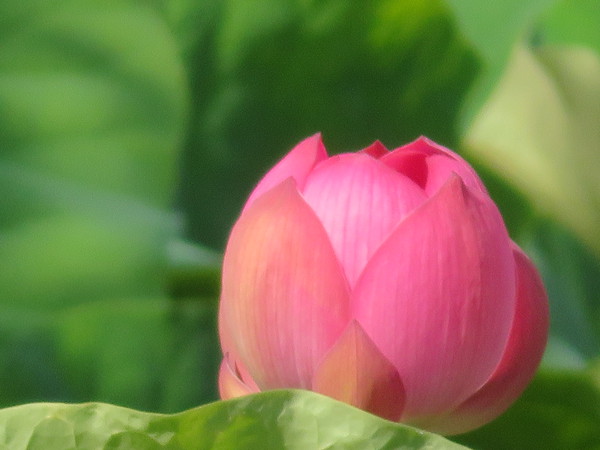 今年も写真を撮ることができました、合掌。