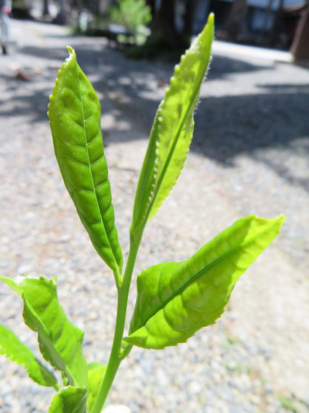 上質な煎茶はなぜ光沢があるのか？