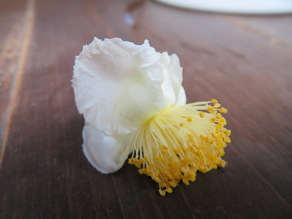 今年はチャノキがたくさんの花をつけてくれました。