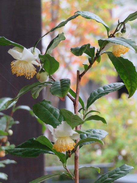 今年はチャノキがたくさんの花をつけてくれました。
